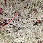 Reindeer moss