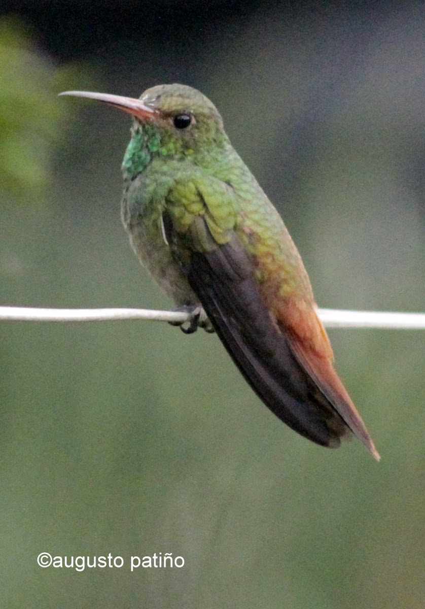 Amazilia Colirrufo - Rufous-tailed Humingbird