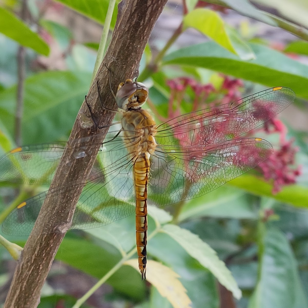 Wandering glider