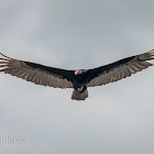 Turkey Vulture