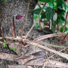 Common Evening Brown (Dry Season Form)