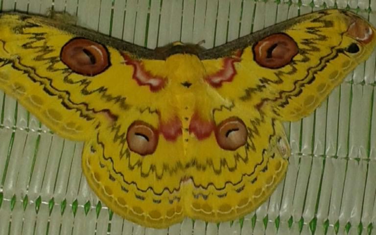 golden emperor moth