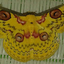 golden emperor moth