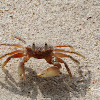 Ghost crab