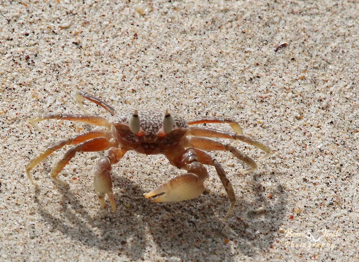 Ghost crab