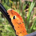 Spicebush Swallowtail caterpillar