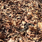 Eastern garter snakes