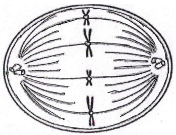 Sexual Reproduction and Reproductive Health