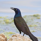 Common Grackle