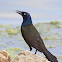 Common Grackle