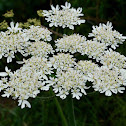 Hogweed