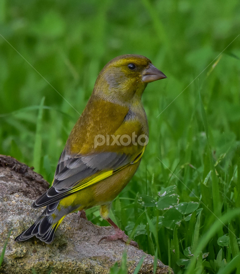 Carduelis chloris by Rui Pereira - Animals Birds ( carduelis chloris, queluz, 16-11-15, d7200, portugal, rui pereira )