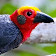 Sabah Birds icon