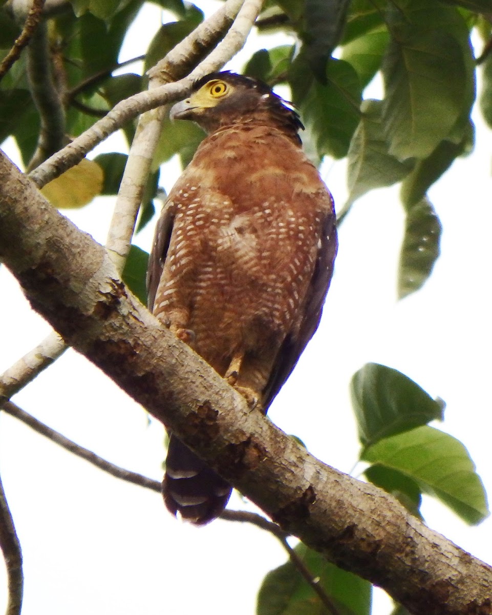 Crested Serpent Eagle