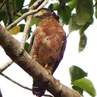 Crested Serpent Eagle