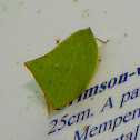 Leaf Hopper