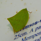 Leaf Hopper