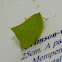 Leaf Hopper