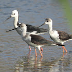 Black-winged Stilt (adult with juveniles)