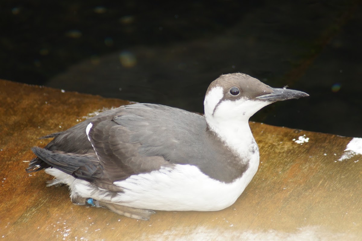 Common Guillemot/Common Murre