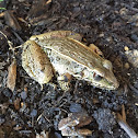 Southern Leopard Frog