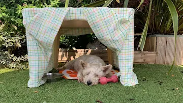 pet in shade