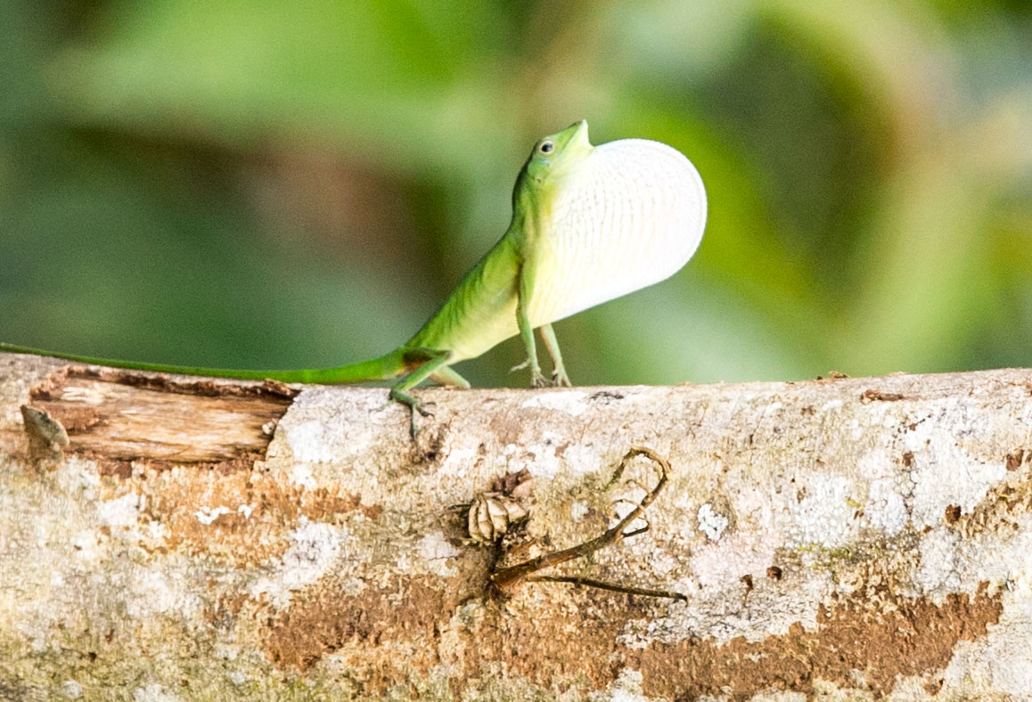 Anole lizard