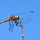 Darter