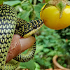 Golden tree snake, Ornate flying snake, Golden flying snake