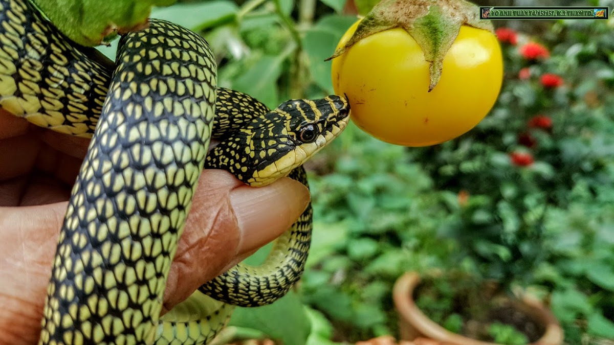 Golden tree snake, Ornate flying snake, Golden flying snake