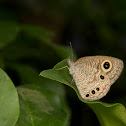 Common four ring butterfly