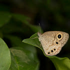 Common four ring butterfly