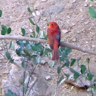 Summer Tanager