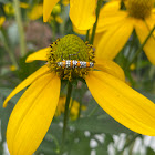 Golden Ragwort?