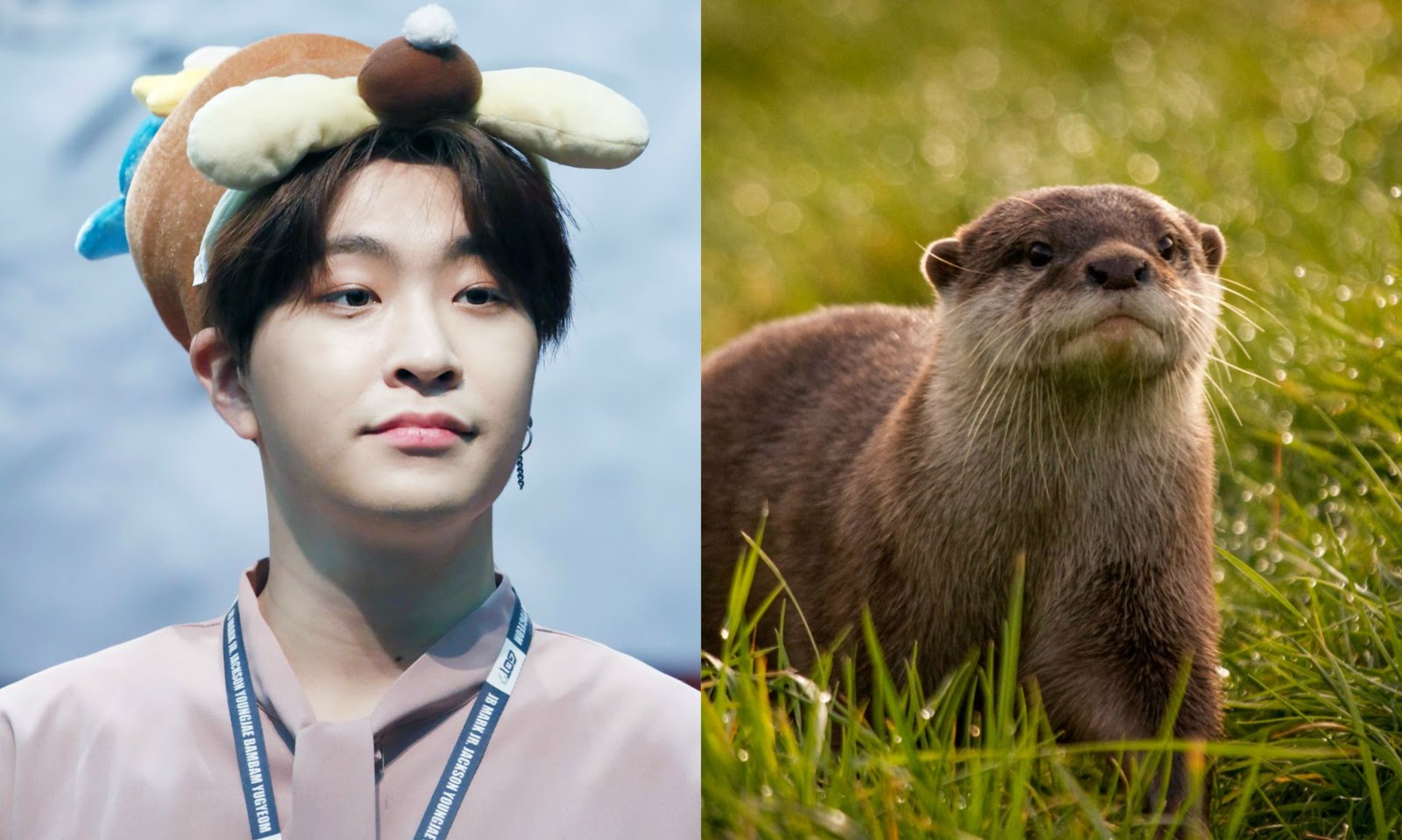 17 Idols Who Look Exactly Like Their Spirit Animals