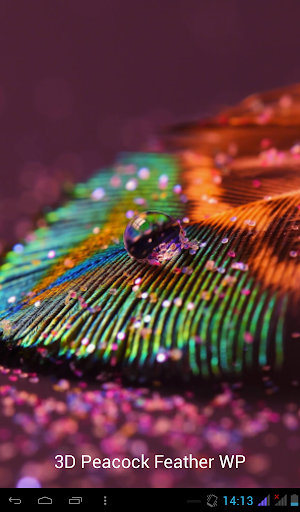 3D Peacock Feather WP