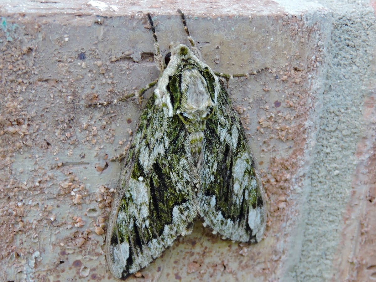 Sphinx Moth