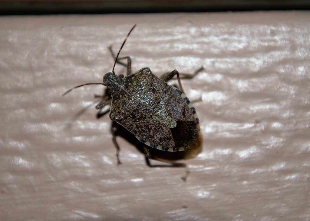 Brown Marmorated Stink Bug