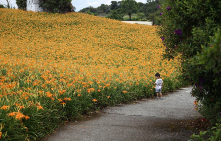 Field of yellow flowers small promo image