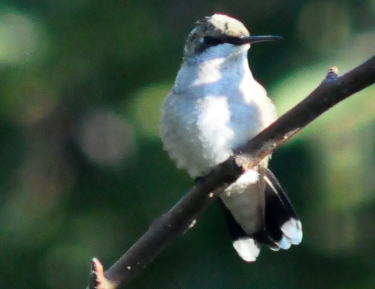 Ruby-throated Hummingbird