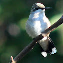 Ruby-throated Hummingbird