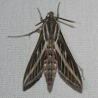 White-lined Sphinx