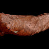 Caligo pupa