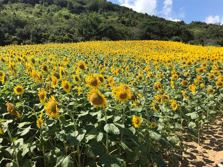 の投稿画像3枚目