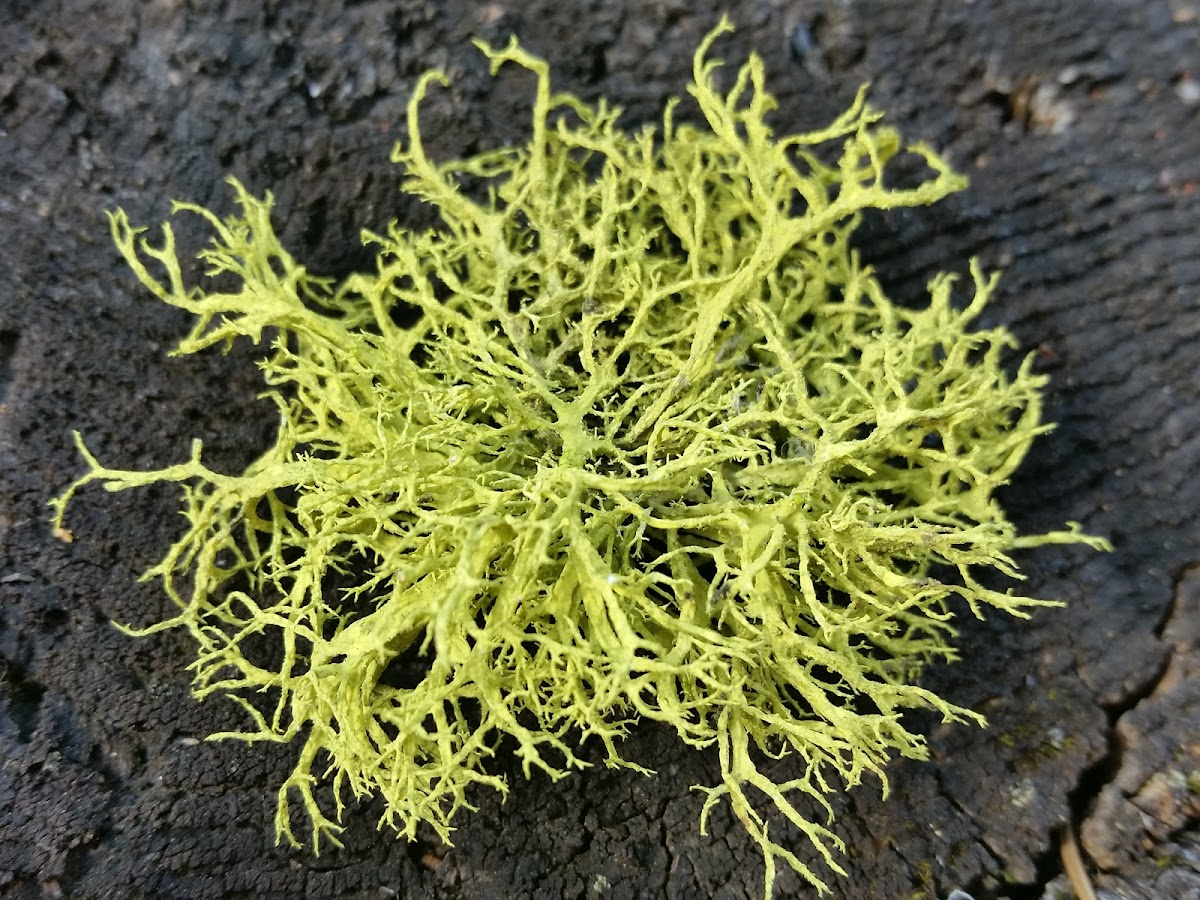 Wolf lichen