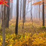 Cover Image of Скачать fog wallpapers 10.02 APK