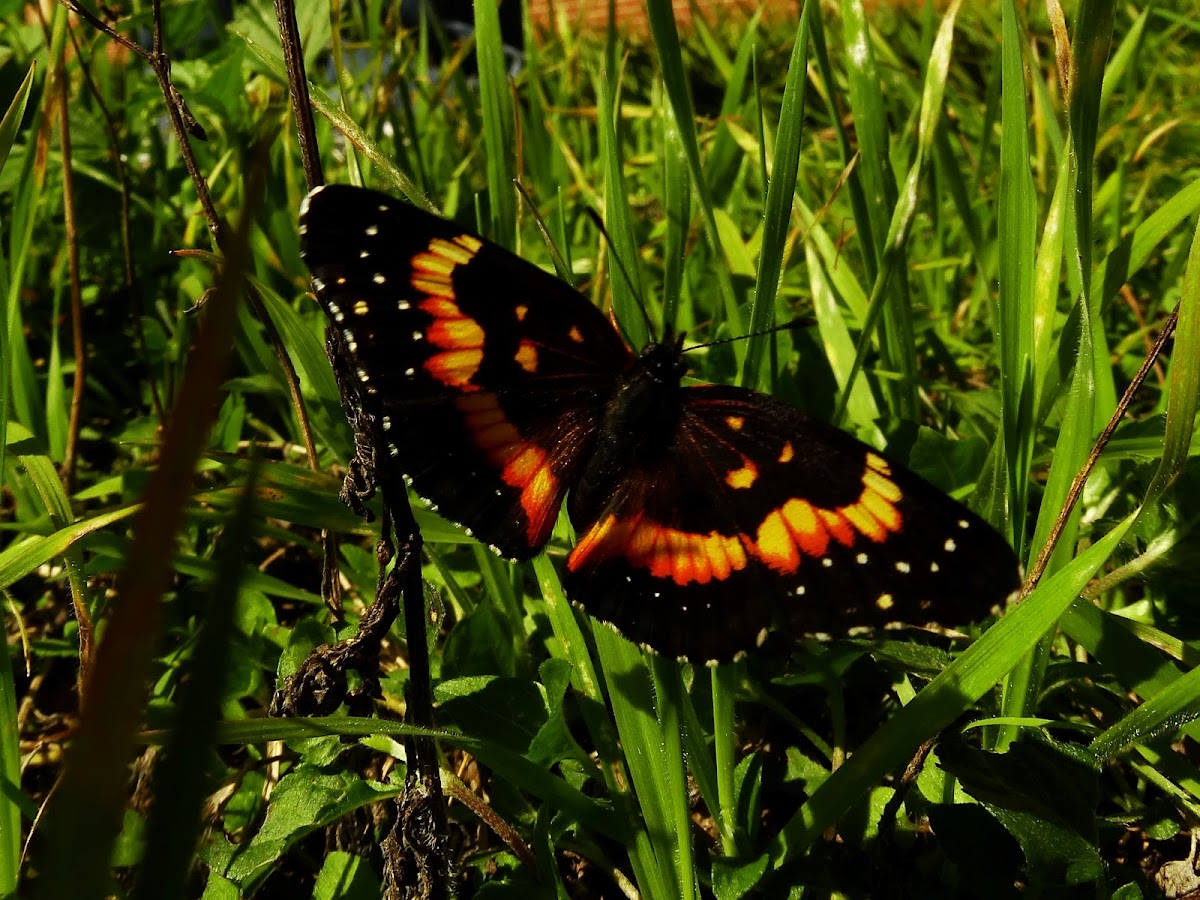 Bordered Patch butterfly