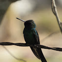 Cuban Emerald Hummingbird