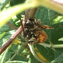 Bald-Faced Hornet