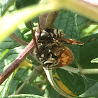 Bald-Faced Hornet